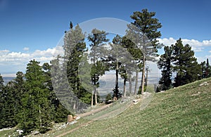 Pine trees at the peak of the Sandia Mountains east of Albuquerque