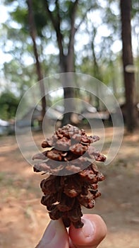 Pine Trees and Pine Seeds