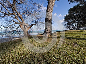 Pino alberi secondo Spiaggia Baleari isole 