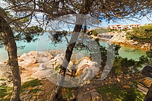 Pine trees in Porto Cervo