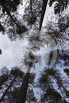 Pine Trees Reaching for the Sky