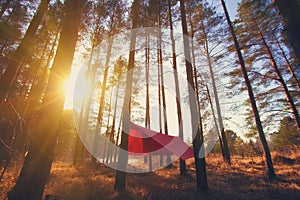 Pine trees and red hammock with tent in spring wood