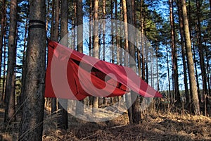 Pine trees and red hammock with tent in spring wood.