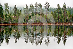 Pine trees reflected in tarn photo