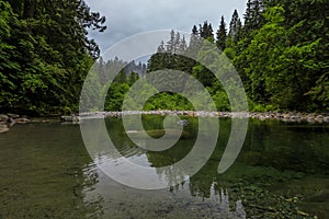 Pine trees reflecting in the crystal clear water of a lake on a cloudy day in Lynn Canyon Park forest, Vancouver, Canada