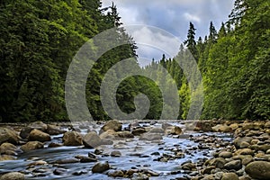 Pine trees reflecting in the crystal clear water of a lake on a cloudy day in Lynn Canyon Park forest, Vancouver, Canada