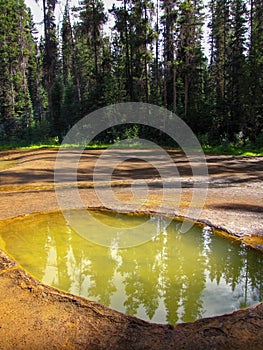 Pine trees reflecting in Paint Pots pool, Kootenay National Park, Canada