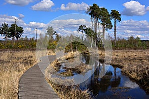 Pine Trees Reflecting in a Pond on Thursley Common, Surrey