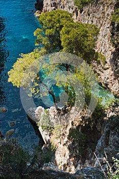 Pine trees on a rock over crystal clear turquoise water near Cape Amarandos at Skopelos island