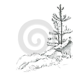 Pine trees and rocks