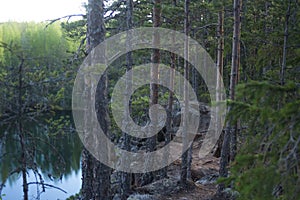 Pine trees on the rocks against the background of a forest lake in summer