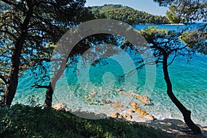 Pine trees on a rocks over crystal clear turquoise water near Panormos bay at Skopelos island