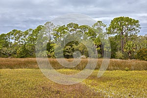 Pine Trees and Salt Marsh in Coastal Florida