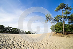 Pine trees and sand path in national park Loonse and Drunense Duinen, The Netherlands