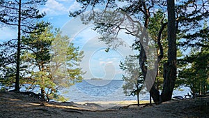 Pine trees on the sandy shore of the lake