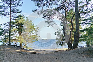 Pine trees on the sandy shore of the lake