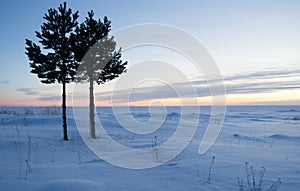 Pine trees by the sea