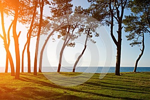 Pine trees on the sea coast at sunset