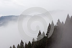 Pine trees in a sea of fog and clouds, Kunimigaoka
