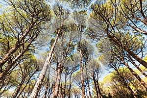 Pine trees seen from below in Caprera island