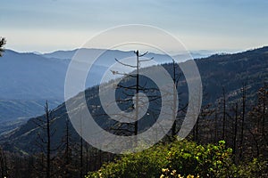 Pine Trees in Sequoia National Park photo