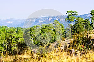 Pine trees at Serrania de Cuenca photo