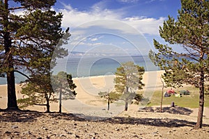 Pine trees on the shore of Baikal Lake. Hot weather and bright sunny day. Olkhon Island, Russia.