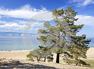 Pine trees on the shore of Baikal Lake. Hot weather and bright sunny day. Olkhon Island, Russia.