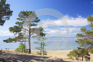 Pine trees on the shore of Baikal Lake. Hot weather and bright sunny day. Olkhon Island, Russia.