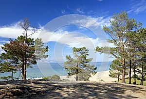 Pine trees on the shore of Baikal Lake. Hot weather and bright sunny day. Olkhon Island, Russia.