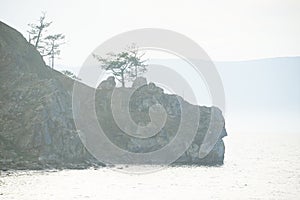 Pine trees on the shore of Baikal Lake. Hot weather and bright sunny day. Olkhon Island, Russia.