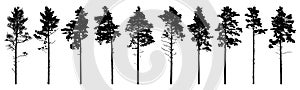 Pine trees silhouette isolated, set. Coniferous forest. Vector illustration