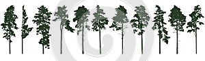 Pine trees silhouette isolated, set. Coniferous forest. Vector illustration