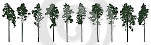 Pine trees silhouette isolated, set. Coniferous forest. Vector illustration