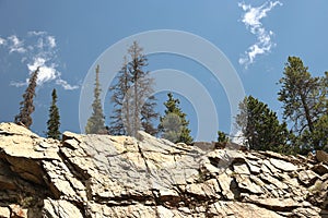 Pine Trees Silhouetted Against the Sky on Mountain Ridge