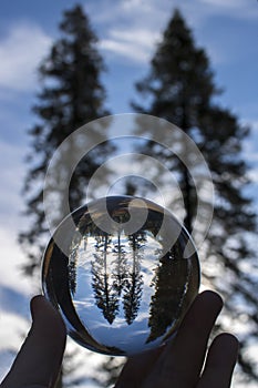 Pine Trees Silhouetted on Blue Sky Captured in Glass Ball Globe