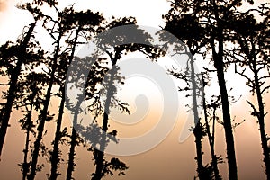 Pine trees silhouettes at dawn in a forest clearing