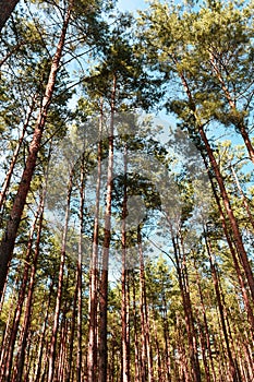 Pine trees on the sky background