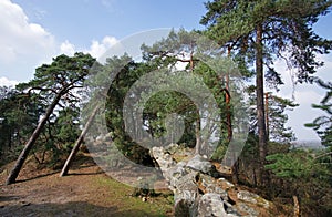 Pine trees and snadstone rocks in Fontainebleau forest