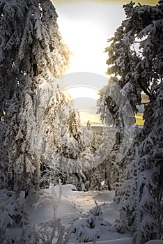 Pine trees in the snow