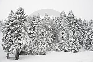 Pine trees and snow