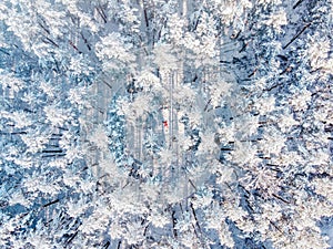 pine trees in the snow from above