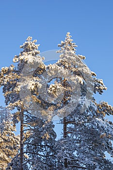Pine trees with snow and frost against blue sky