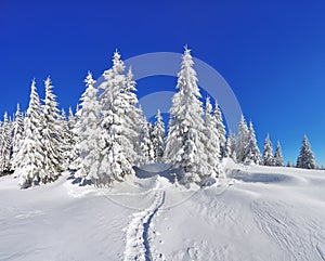 Pine trees in the snowdrifts. Blue sky. On the lawn covered with snow there is a trodden path leading to the forest. Beautiful