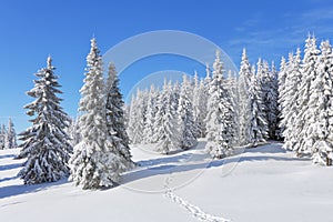 Pine trees in the snowdrifts. Blue sky. On the lawn covered with snow there is a trodden path leading to the forest. Beautiful