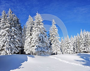 Pine trees in the snowdrifts. Blue sky. On the lawn covered with snow there is a trodden path leading to the forest. Beautiful
