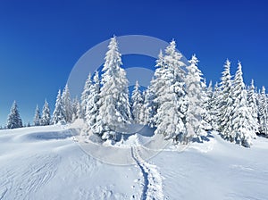 Pine trees in the snowdrifts. Blue sky. On the lawn covered with snow there is a trodden path leading to the forest. Beautiful