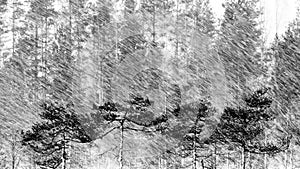 Pine Trees, Snowfall