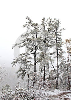 Pine trees on a snowy day