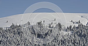 Pine trees on snowy mountain